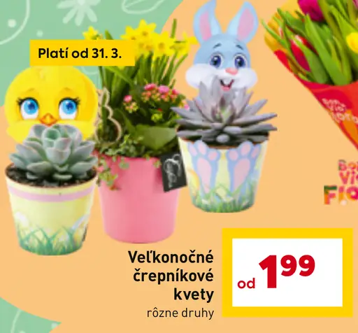 Veľkonočné črepníkové kvety rôzne druhy