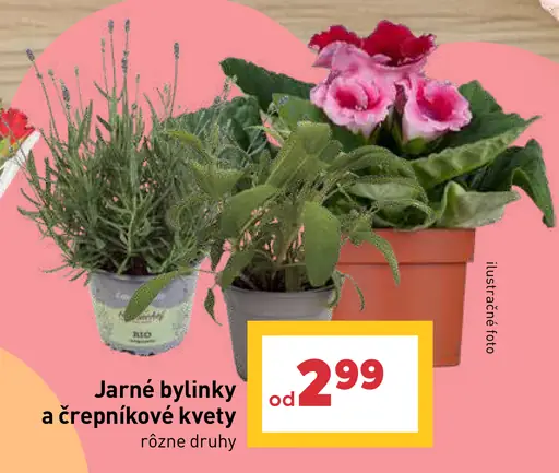 Jarné bylinky a črepníkové kvety