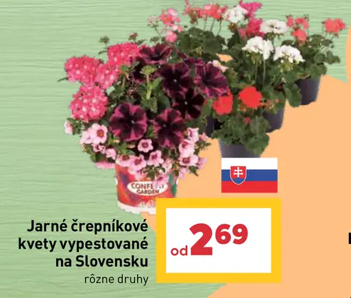 Jarné črepníkové kvety vypestované na Slovensku