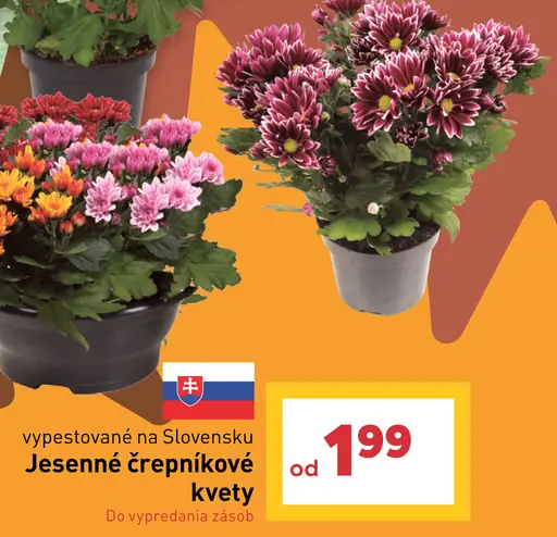 Jeseňné črepníkové kvety