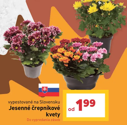 Jeseňné črepníkové kvety