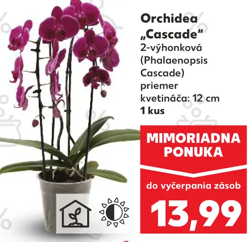 Orchidea „Cascade“