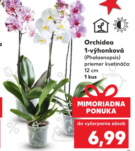 Orchidea 1-výhonková (Phalaenopsis)