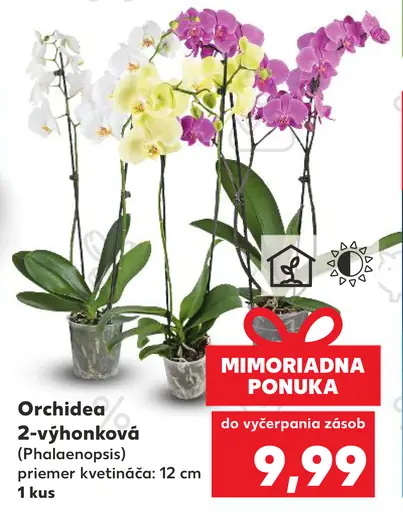 Orchidea 2-výhonková (Phalaenopsis)