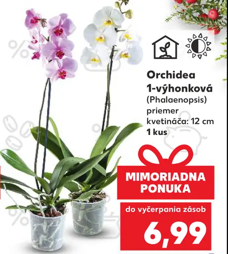 Orchidea 1-výhonková