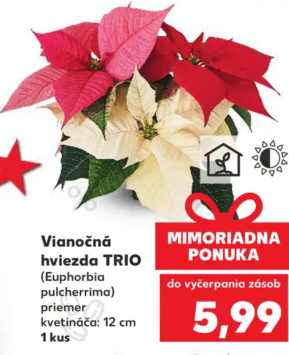 Vianočná hviezda TRIO