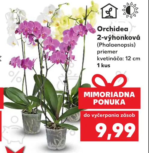 Orchidea 2-výhonková