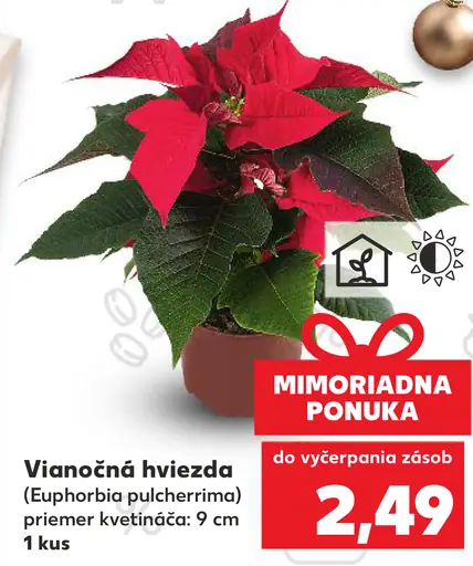 Vianočná hviezda