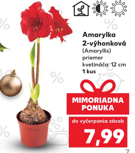 Amarylika 2-výhonková