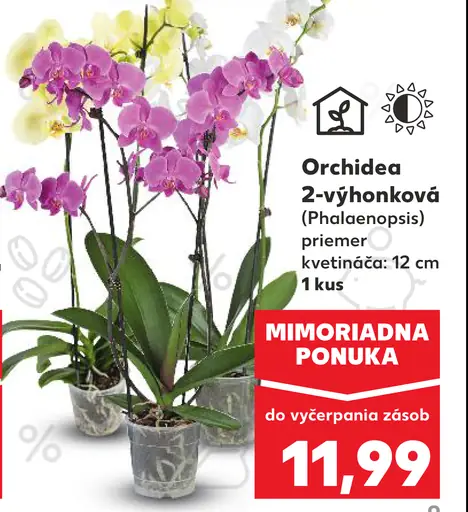 Orchidea 2-výhonková (Phalaenopsis)