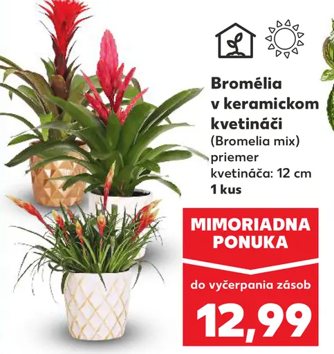 Bromélia v keramickom kvetináči