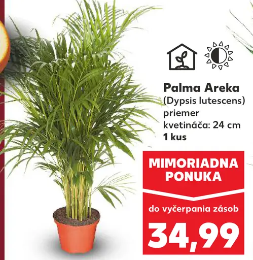 Palma Areka