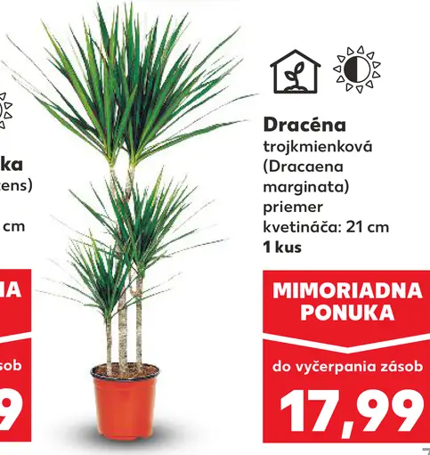 Dracéna trojmienková