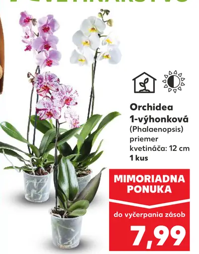 Orchidea 1-výhonková