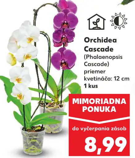 Orchidea Cascade