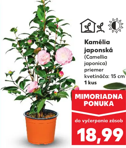 Kamelia japonská