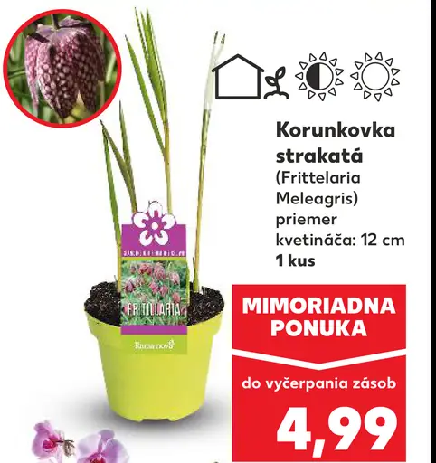 Korunkovka strakatá