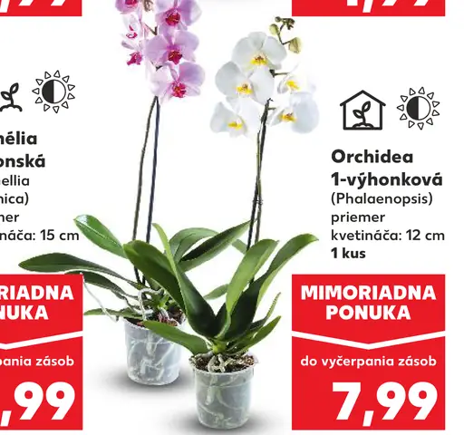 Orchidea 1-výhonková