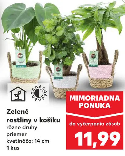 Zelené rastliny v košíku