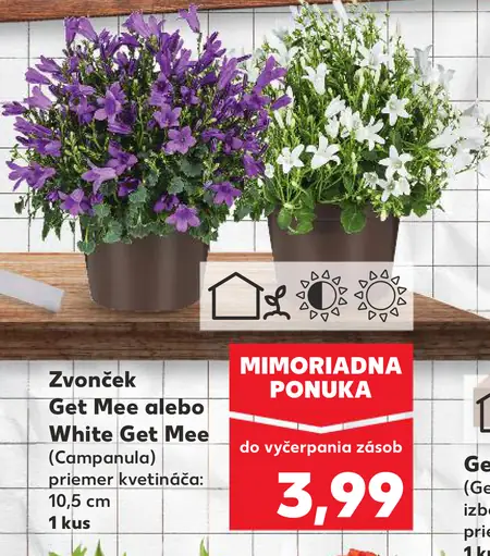 Zvonček Get Mee alebo White Get Mee