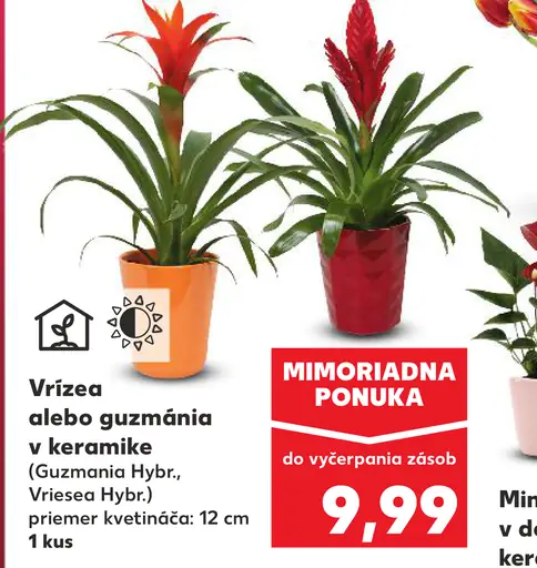 Vrízea alebo Guzmánia v keramike