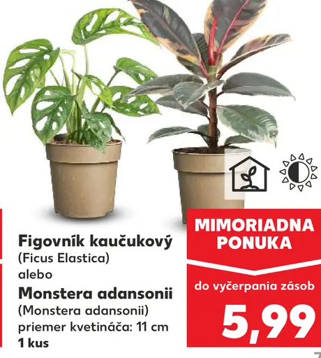 Figovník kaučukový alebo Monstera adansoni