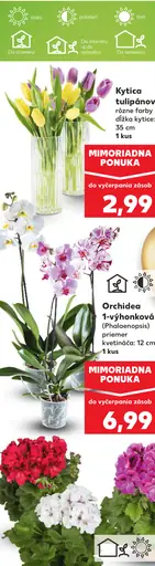 Veľká kytica tulipánov
