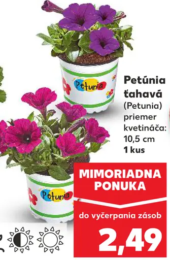 Petúnia ťahavá Petunia