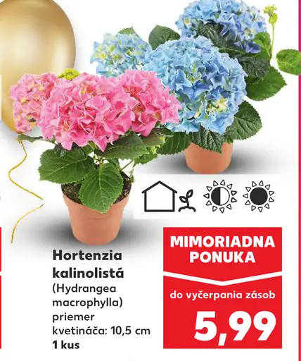Hortenzia kalinolistá Hydrangea macrophylla