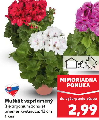 Muškát vzpriamený Pelargonium zonale