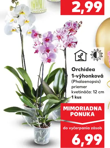 Orchidea Phalaenopsis