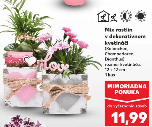 Mix rastlín v dekoračnom kvetináči