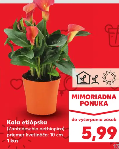 Kala etiópska