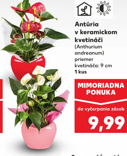 Antúria v keramickom kvetináči