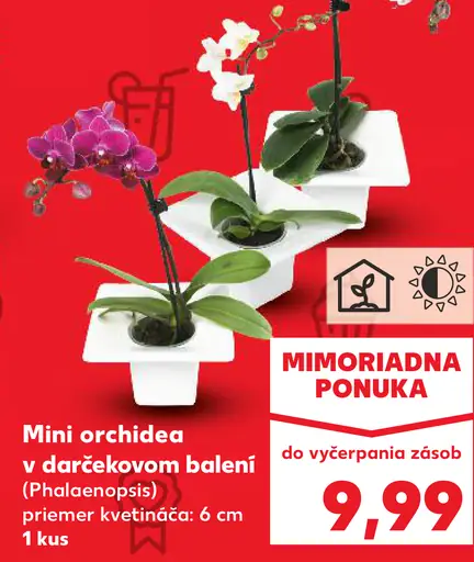 Mini orchidea v darčekovom balení