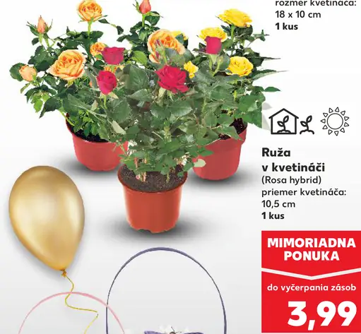 Ruža v kvetináči
