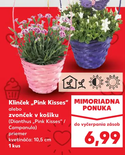 Klinček ‚Pink Kisses‘ alebo zvonček v košíku