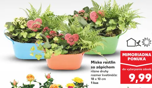 Miska rastlín so zápichom