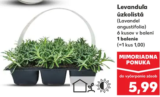 Levanduľa úzkolistá (Lavandel angustifolia)