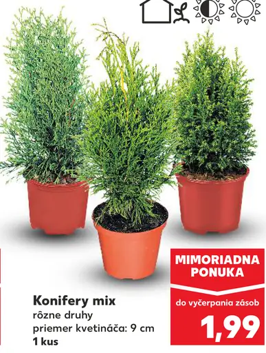 Konifery mix