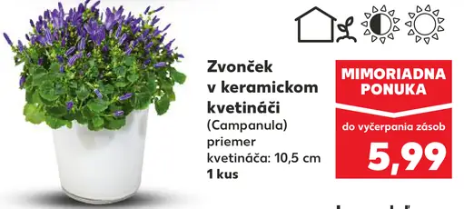Zvonček v keramickom kvetináči (Campanula)