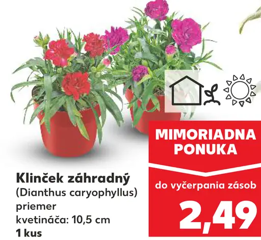Klinček záhradný
