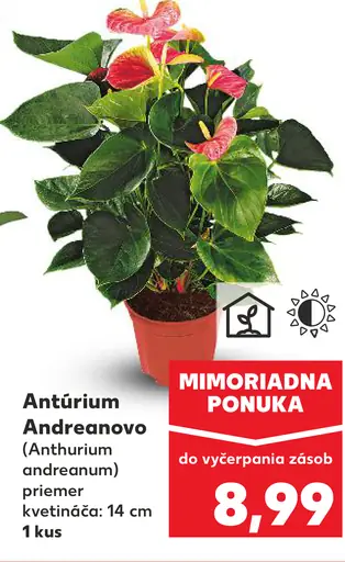 Antúrium Andreatraneum