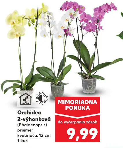 Orchidea 2-výhonková