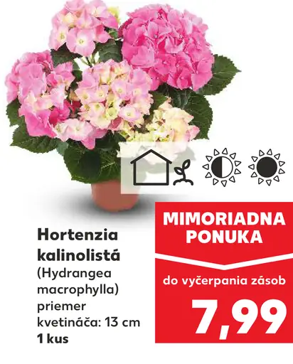 Hortenzia kalinolistá