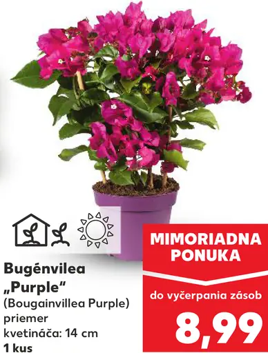 Bugénvilea Purple