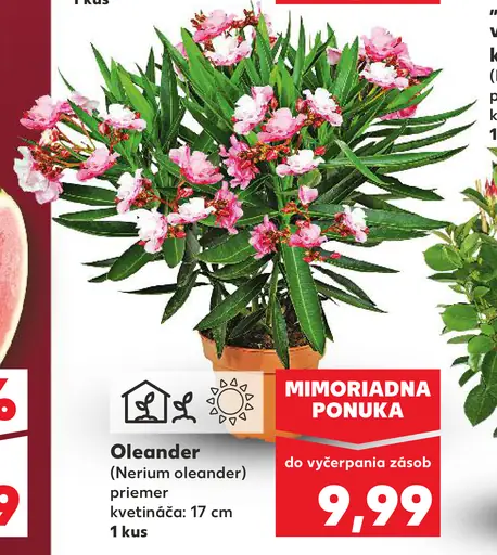 Oleander