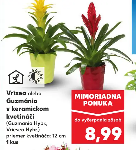 Vrízea alebo Guzmánia v keramickom kvetináči