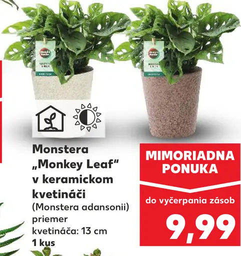 Monstera Monkey Leaf v keramickom kvetináči