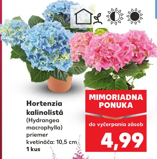 Hortenzia kalinolistá